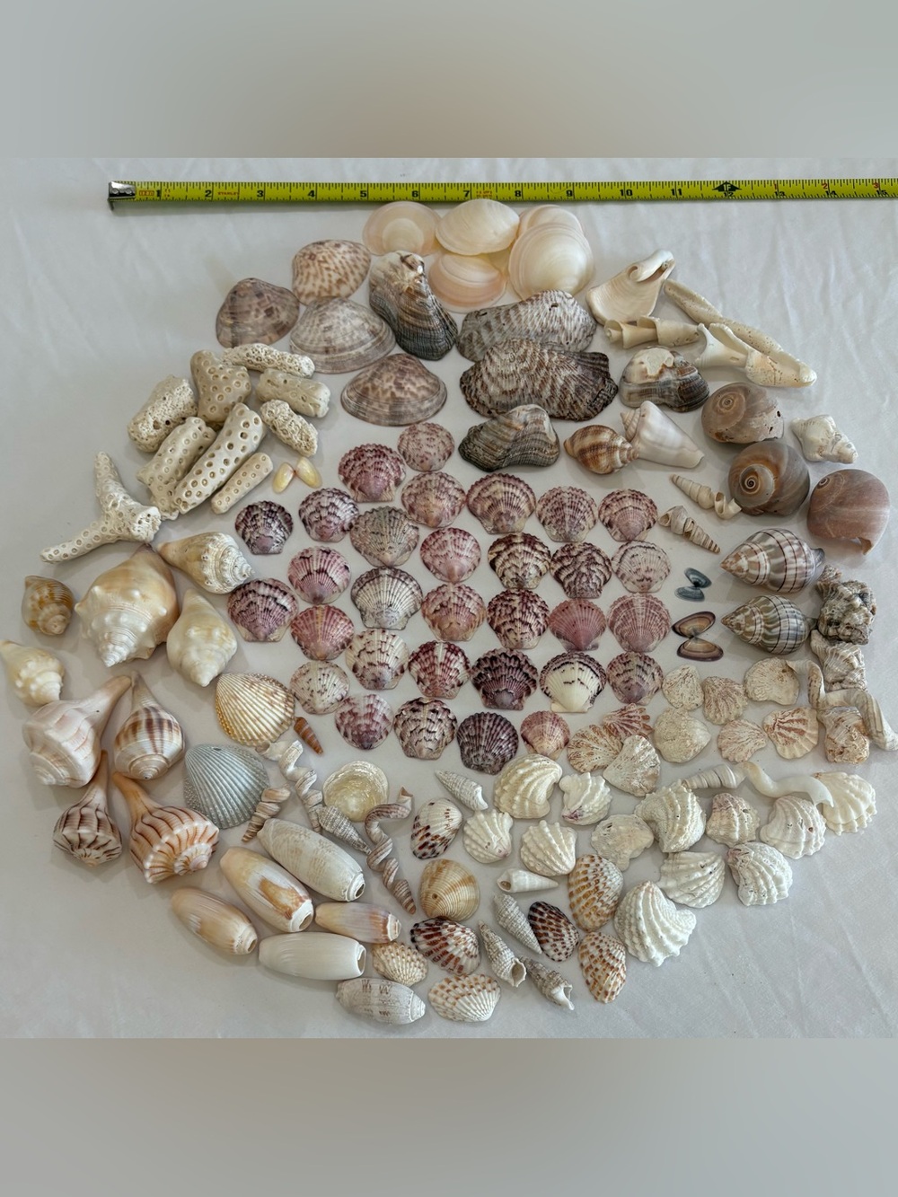 130 MIX SEASHELLS SHELLS SMALL - MID SIZE SANIBEL, FLORIDA CRAFT / COLLECT LOT